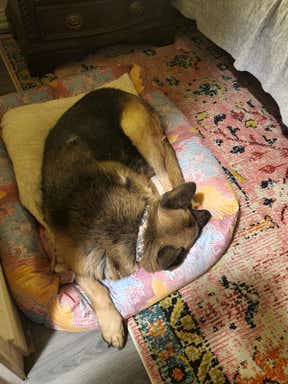 Customer photo for review titled "Stunning dog bed!"