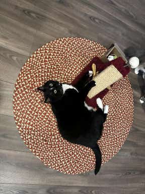 Customer photo for review titled "My cat likes it!"