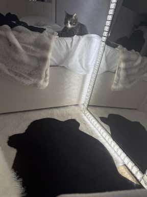Customer photo for review titled "I absolutely love it"