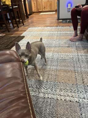 Customer photo for review titled "Den rug"