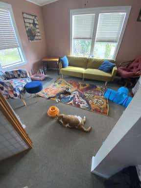 Customer photo for review titled "A Cause to Purchase a Rug For!"
