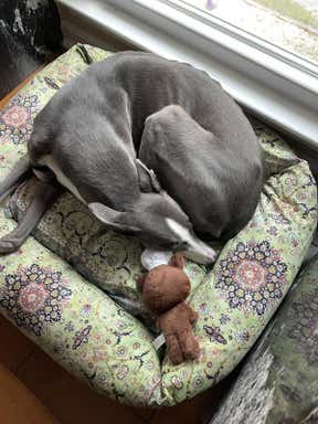 Customer photo for review titled "Dog Beds"