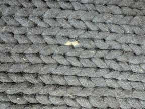 Customer photo for review titled "Discoloration potential for shedding"