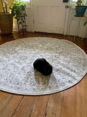 Customer photo for review titled "Excellent rugs fast delivery."