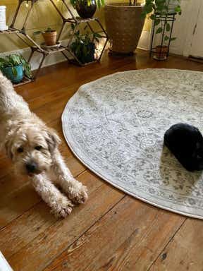 Customer photo for review titled "Excellent rugs fast delivery."