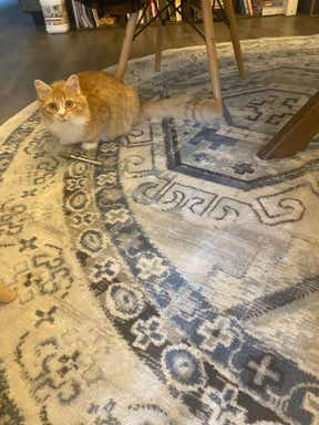 Customer photo for review titled "Perfect size for under my 4' diameter round table"