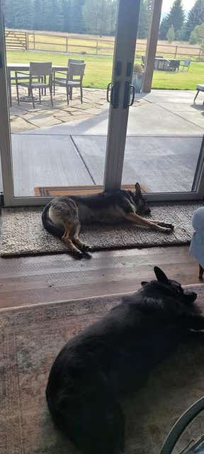 Customer photo for review titled "Lovely but some shedding!"