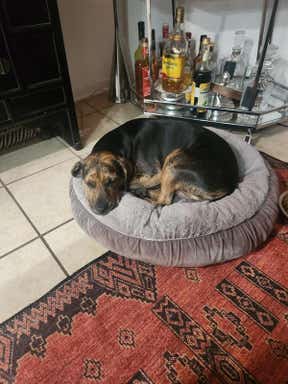 Customer photo for review titled "Absolutely perfect"