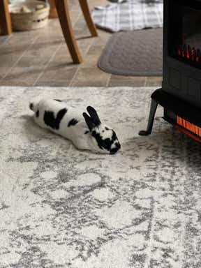 Customer photo for review titled "Great rug for a great price!"