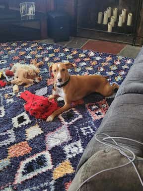 Customer photo for review titled "Even the dog loves it!"
