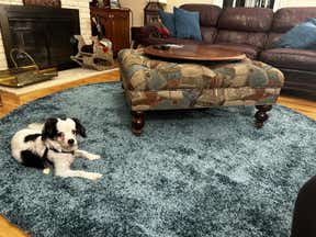Customer photo for review titled "Soft even the dog loves it!"