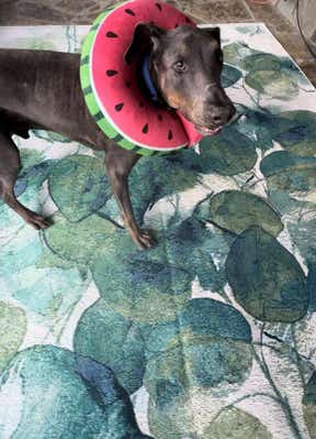 Customer photo for review titled "Super happy with this rug!"