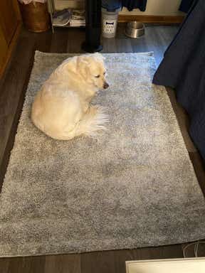 Customer photo for review titled "Super soft carpet"