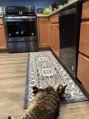 Customer photo for review titled "Colorful and useful in kitchen. Perfect for pets."