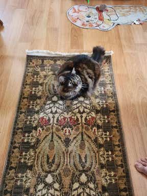 Customer photo for review titled "Pleasantly surprised!"