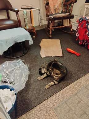Customer photo for review titled "Great area rug!"