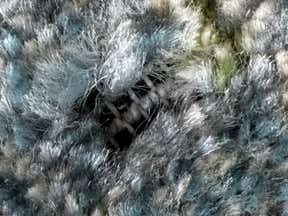 Customer photo for review titled "Nice rug but damaged"