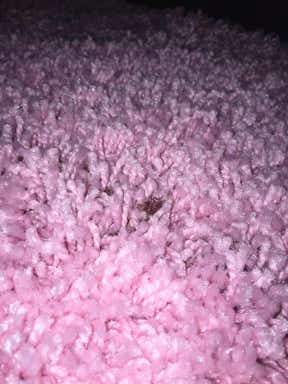Customer photo for review titled "Pink 6ft x 6ft rug."