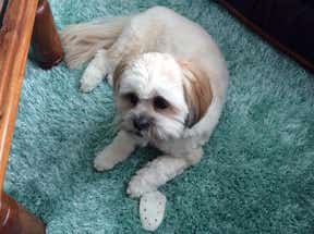 Customer photo for review titled "Wonderful addition to our newly decorated lounge"