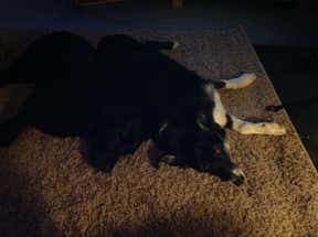Customer photo for review titled "6'x6' rug"