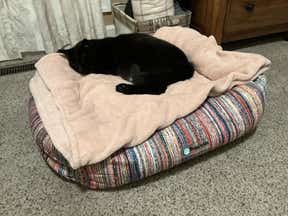 Customer photo for review titled "Milo loves this bed!"