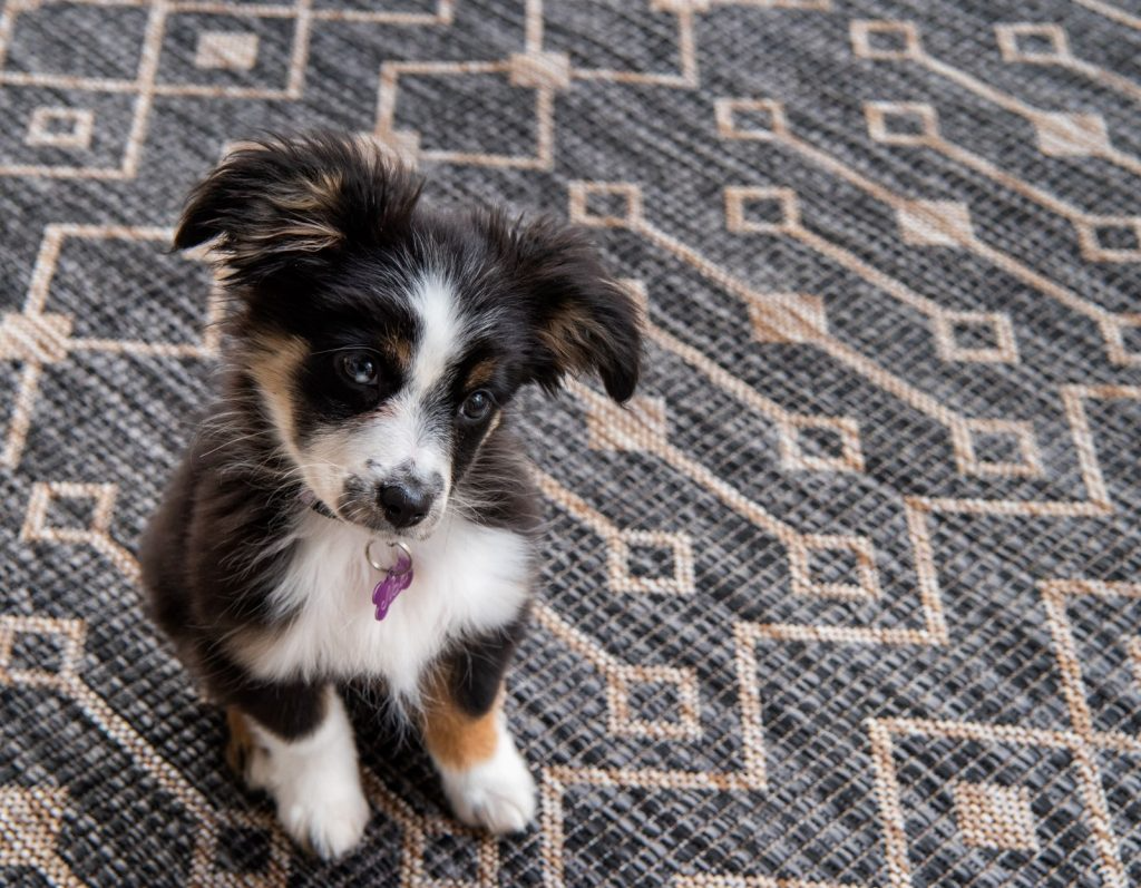 pet